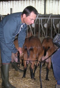 échographie petits ruminants